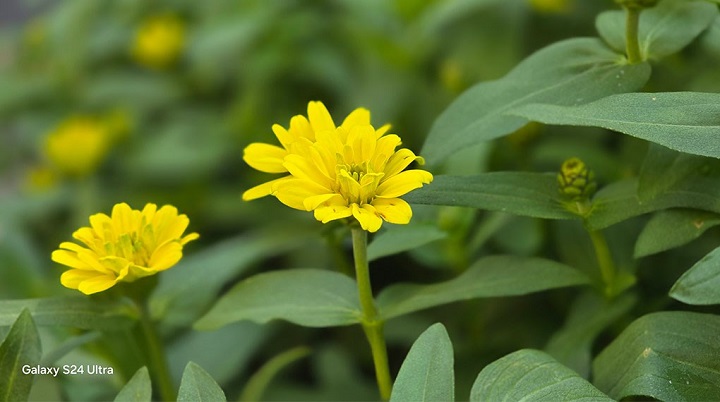 ảnh chụp trên S24 Ultra